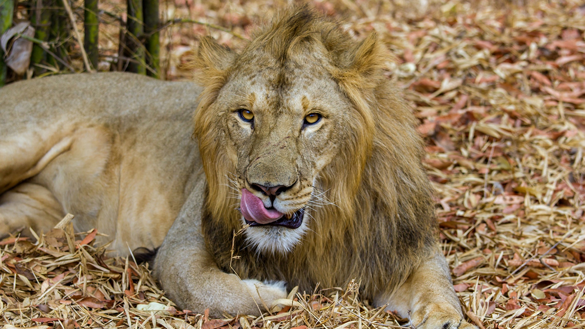 Where Are The Asiatic Lions Found In India 8 Which Is The Oldest Lang