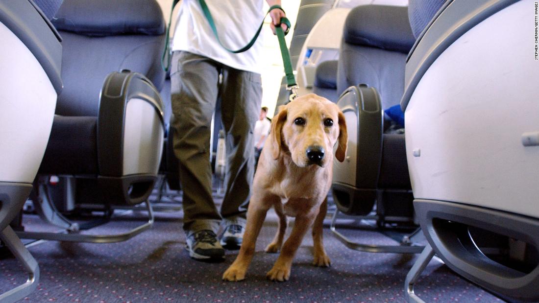 Where Do Service Dogs Sit On A Plane