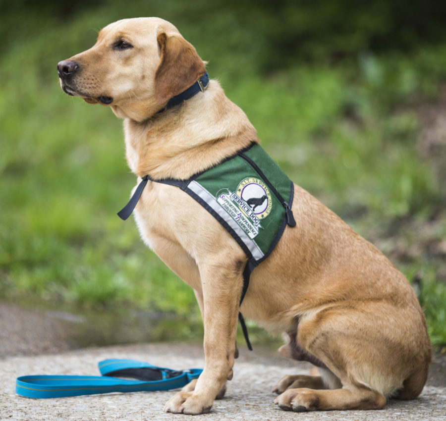 Where To Get A Service Dog Petswall