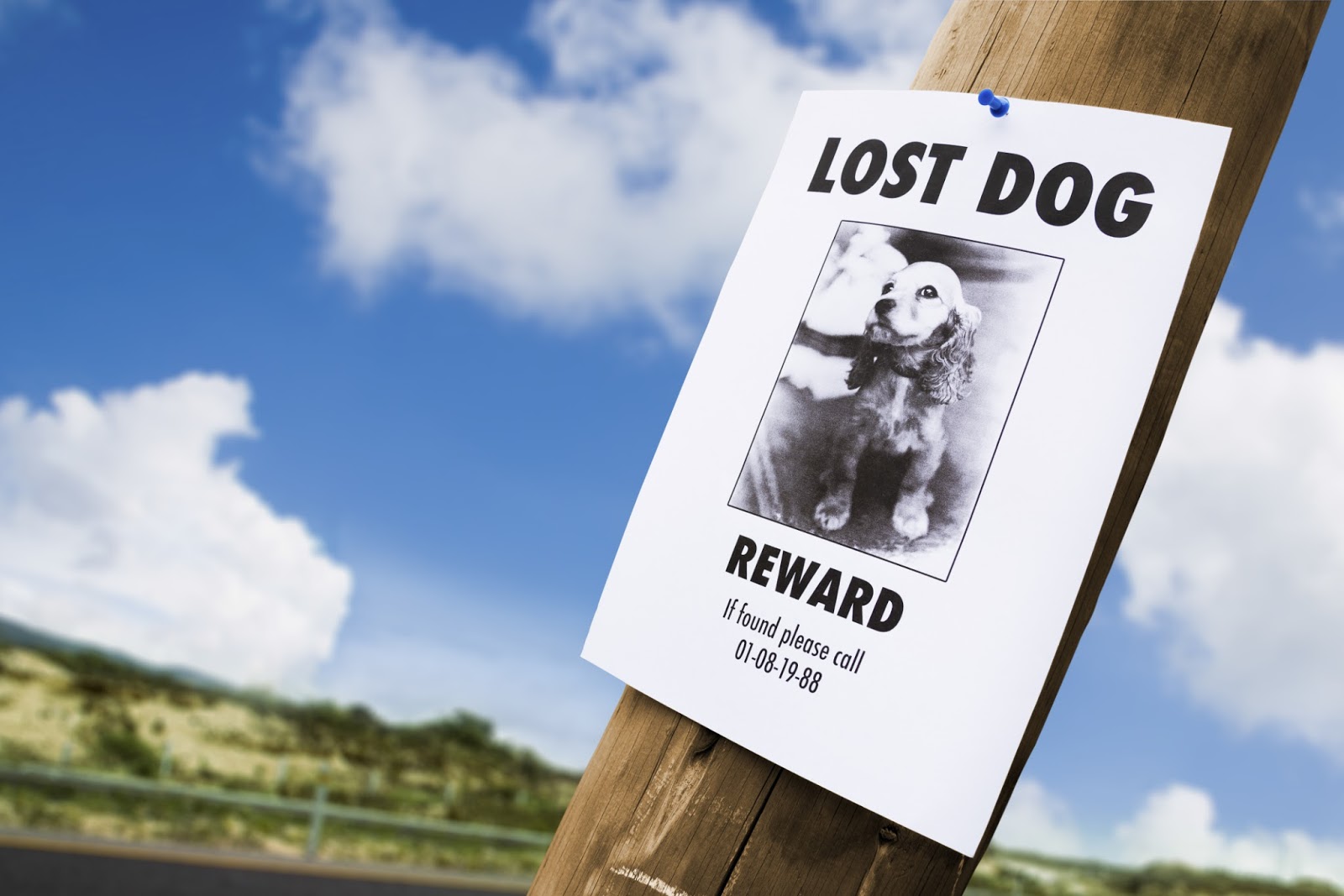 While New Ways Of Identifying Lost Pets Could Very Well End Up Being