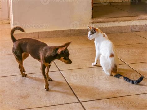 White Cat And Brown Dog Fight Walk On Floor Mexico Stock Image Image