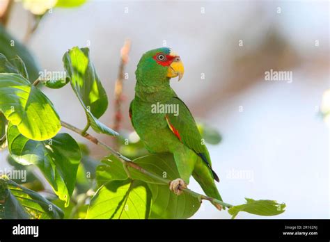 Whitefronted Amazon Amazona Albifrons Costa Rica Stock Photo Download