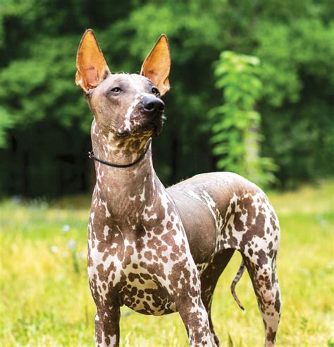 Xoloitzcuintli The Mexican Hairless Dog Ancient Guide To The