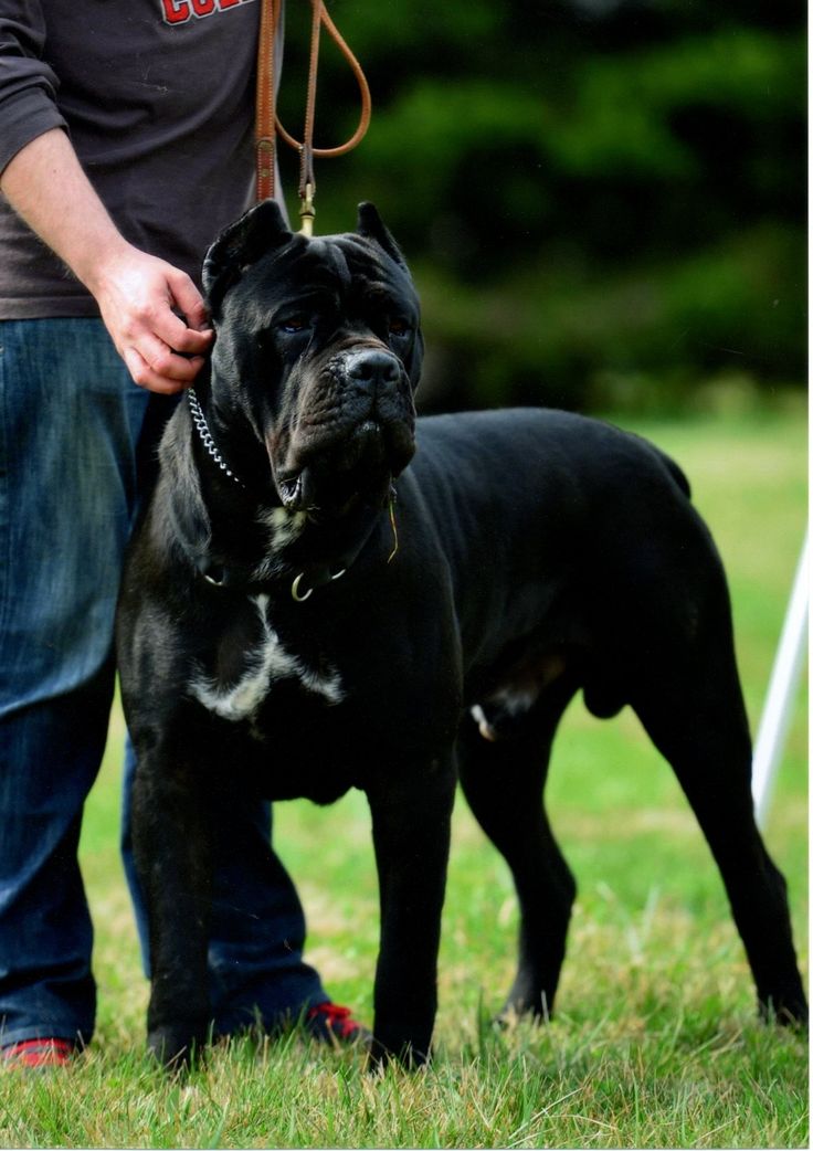 You Know How Much Cane Corso Price In India 2022