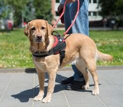 Your Guide To Ada Service Animals California Outdoor Hospitality